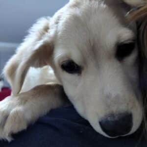 GWENDOLYN (♀) - reist auf PDR PS im PLZ Bereich 35 (JW 04/12)