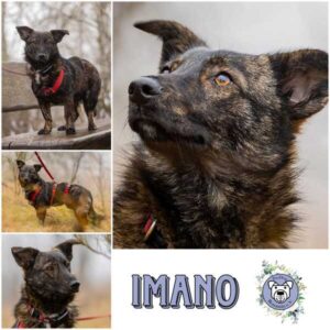 IMANO (♂) in 54531 Pantenburg