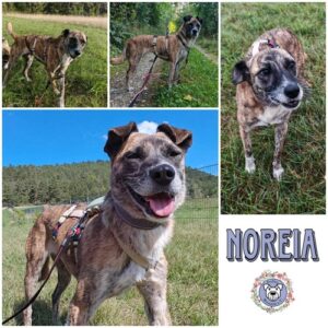 NOREIA (♀) in 99310 Arnstadt