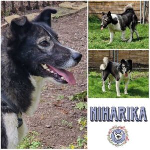 NIHARIKA (♀) in 34474 Diemelstadt