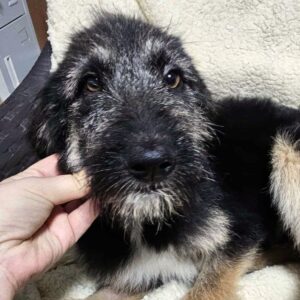 MALU (♀) - reist auf PDR PS im PLZ Bezirk 65 (GC 05.12.)