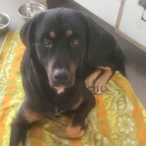 HARRY (♂) - med. Notfall - wurde vom Auto überfahren (11/25)