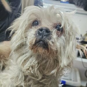 FLOCKE (♀) - reist auf PDR PS im PLZ Bezirk (56*** NU)