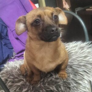 FELICITA (♀) - reist auf PDR PS im PLZ Bezirk 56 (03/12/NU)