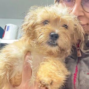 MANDEL (♂) - reist auf PDR PS im PLZ Bezirk 18 (NE 06.12.)