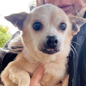 LONI (♀) - reist auf PDR PS in PLZ 18*** (GC 04.12.)