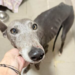 GRACY (♀) - med. Notfall, viel zu dünn (12/25) reist auf eine Pflegestelle in PLZ 183 ( 07.12. N.E.)