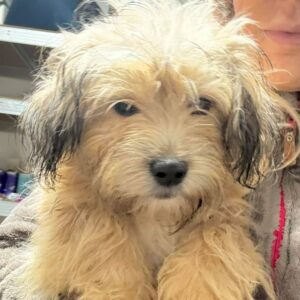 PETTERSSON (♂) - reist auf PDR PS im PLZ Bezirk 331 (NE 06.12.)