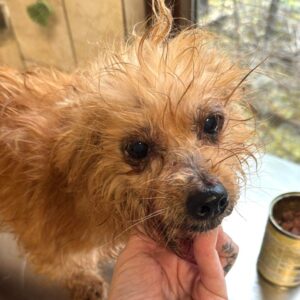 LUCILLE (♀) Notfall - Beissopfer (12/25) - reist auf PDR PS in PLZ 18*** (GC 04.12.)