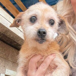 LUNETTA (♀) - reist auf PDR PS in PLZ 18*** (GC 04.12.)