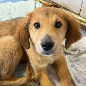 MALAK (♀) - ausgereist zu Vierbeiner in Not (SAS)