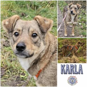 KARLA (♀) in 18311 Ribnitz Damgarten