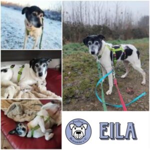 EILA (♀) Gnadenplatzhund seit dem 29.11.2025