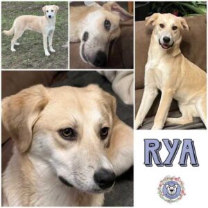 RYA (♀) in 92637 Weiden