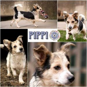 PIPPI (♀) in 52372 Kreuzau