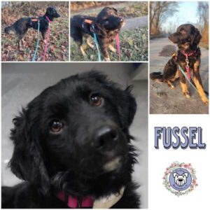 FUSSEL (♀) in 21493 Möhnsen