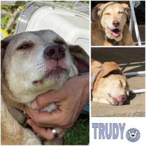 TRUDY (♀) in 41747 Viersen