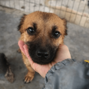 ELLY (♀) - ausgereist zu Second Chance dogs (AL)