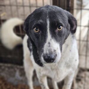 FENRIK (♂) - med. Notfall - Lungenkrank