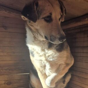 GUAPA (♀) - Probleme mit linkem Vorderbein, Umfangsvermehrung (12/25)