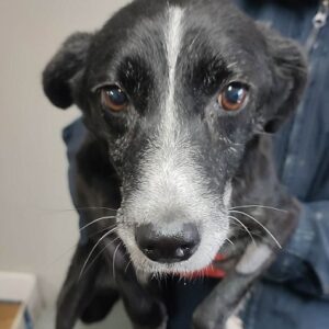 LINNY (♀) - auf PS im PLZ Bereich 18 (NE)