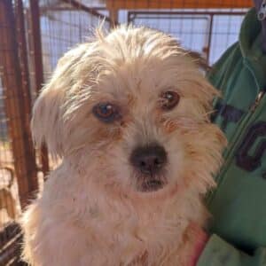 TACITA (♀) - reserviert TINO PM 21.12.