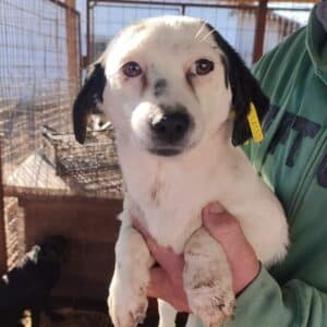 ROYA (♀)- reserviert- reist auf PDR PS im Bereich 63 (23/12/NU)