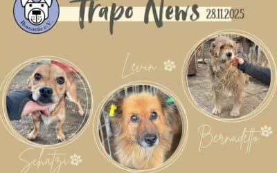 Ankunft unserer 107 Schützlinge am 29.11.2025 🌟🚐