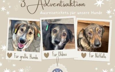 🎄 Spendenaufruf zum 3. Advent – Hoffnung schenken mit den Rettungsfonds 🐾