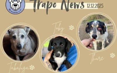 Unser letzter Transport 2025 – 12.12.2025 ✨🚐