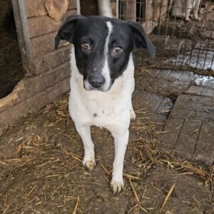 LEVI (♂) – med. Notfall – Lungenkrank