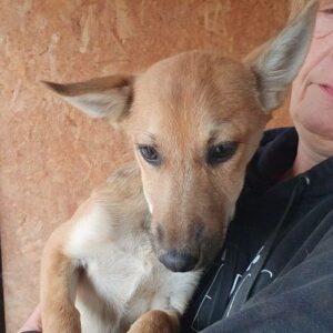 LOUNA (♀) - reserviert TST (SAS 07.12.)