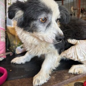 MATHI (♂) - reserviert Tierhilfe Lebenswert DR 23.12.25