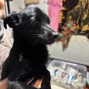 RUDOLF (♂) - reserviert Tierhilfe Lebenswert DR 11.12.25