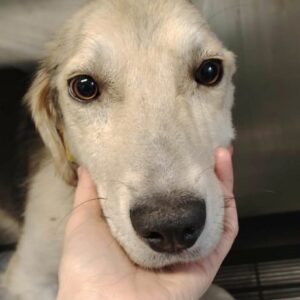 GRADY (♂) - linkes Ohr fehlt aufgrund von Verletzung