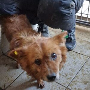 BRUNELLO (♂) - I-LS (11.1)