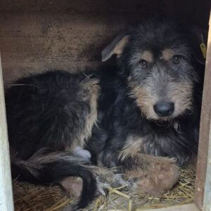 TJURE (♂) - humpelt, beginnende Hautprobleme (12/25)