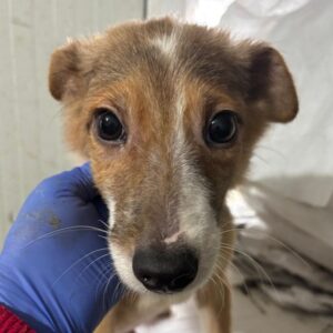 WILLY (♂) zu dünn