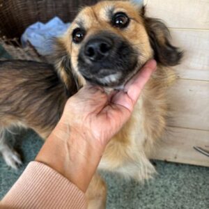 SALLIE (♀) - reserviert Tierhilfe Lebenswert DR 29.12.25