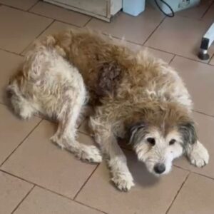 BEETHOVEN (♂) - med. Notfall - hat einen Tumor (12/25)