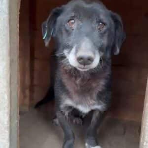 ERASMUS (♂) - reserviert Tierhilfe Lebenswert DR 06.12.25