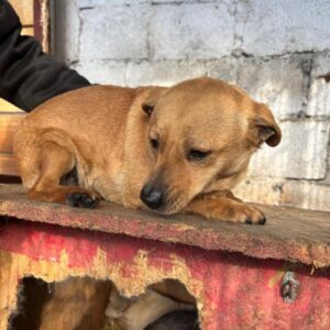 NEFESH (♀) - reserviert Tierhilfe Lebenswert DR 27.12.25