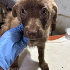 TOFFIE (♀) - reserviert Tierhilfe Lebenswert DR 05.12.25