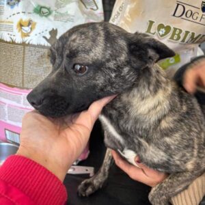 ILVA (♀) - reserviert Tierhilfe Lebenswert DR 26.12.2025