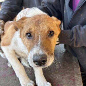 PEPE (♂) - reserviert Tierhilfe Lebenswert DR 19.12.2025