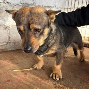 PIERRE (♂) - I - Tierhilfe Lebenswert DR 26.12.25