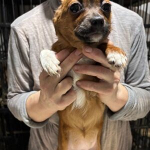 SKAI (♀) - reserviert Tierhilfe Lebenswert DR 04.12.25