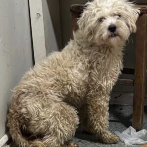 STEFAN (♂) - reserviert Tierhilfe Lebenswert DR 01.12.25