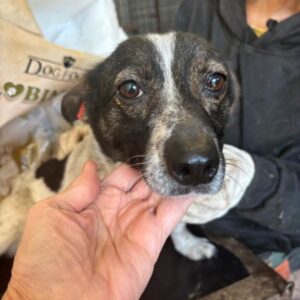 TAMU (♀) - reserviert Tierhilfe Lebenswert DR 03.01.26