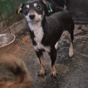 PÜPPI (♀) - auf PS im PLZ Bezirk 55 (SD)